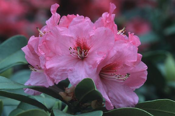 Copyright 2002 Downs' Rhododendrons