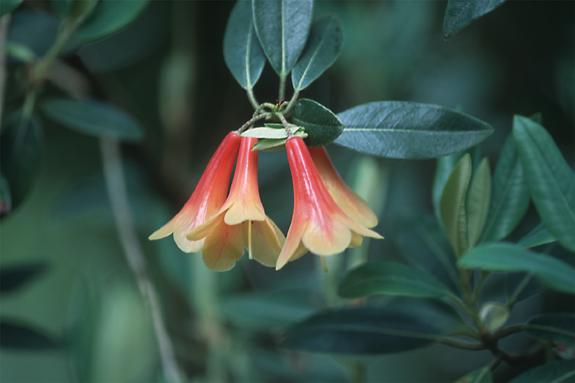 Copyright 2002 Downs' Rhododendrons