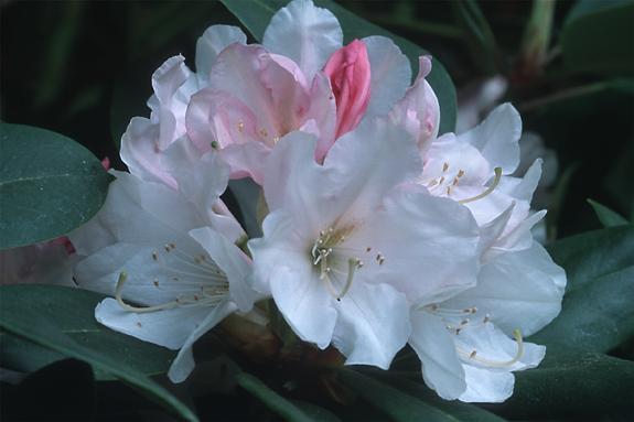 Copyright 2002 Downs' Rhododendrons