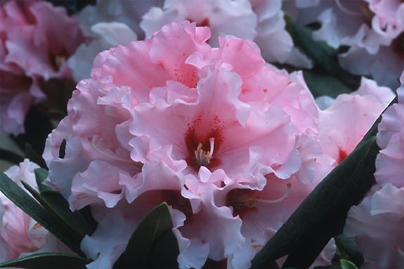 Copyright 2002 Downs' Rhododendrons