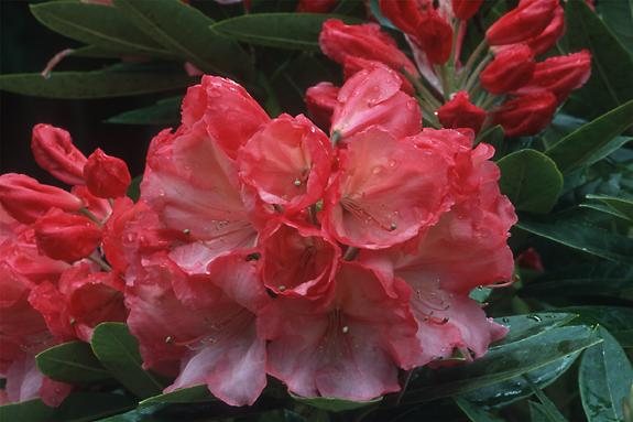 Copyright 2002 Downs' Rhododendrons