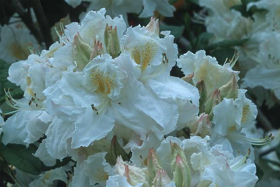 Copyright 2002 Downs' Rhododendrons