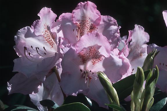 Copyright 2002 Downs' Rhododendrons