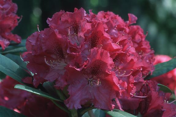 Copyright 2002 Downs' Rhododendrons