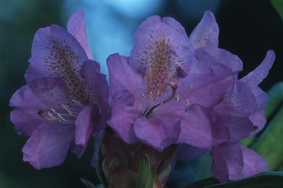 Copyright 2002 Downs' Rhododendrons