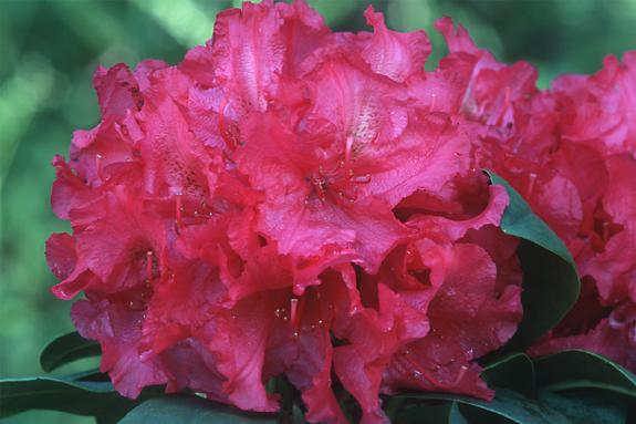 Copyright 2002 Downs' Rhododendrons