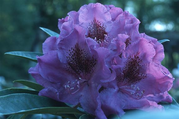 Copyright 2002 Downs' Rhododendrons
