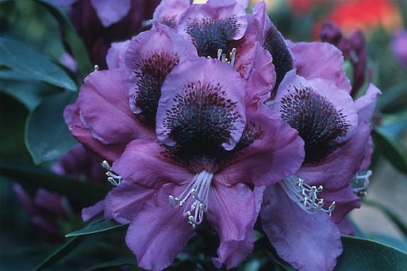 Copyright 2002 Downs' Rhododendrons