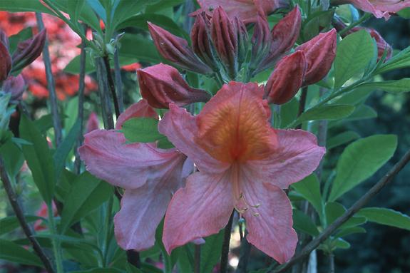 Copyright 2002 Downs' Rhododendrons