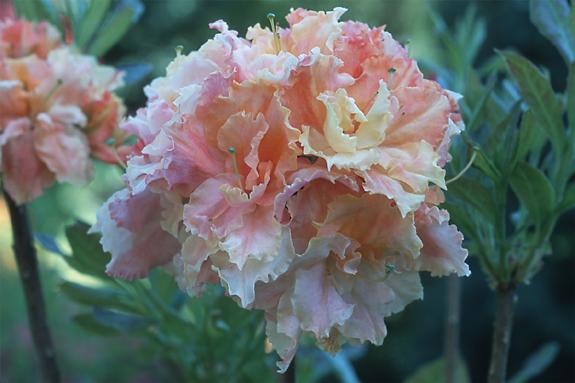 Copyright 2002 Downs' Rhododendrons