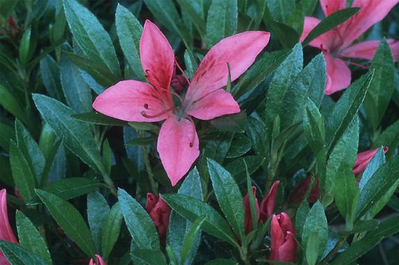 Copyright 2002 Downs' Rhododendrons