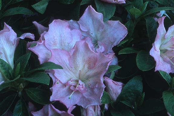 Copyright 2002 Downs' Rhododendrons