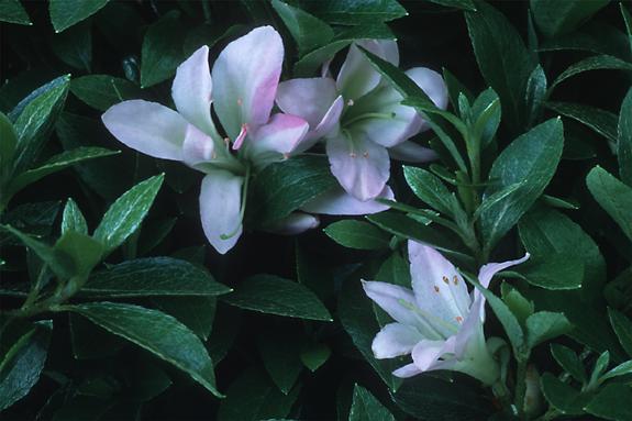 Copyright 2002 Downs' Rhododendrons