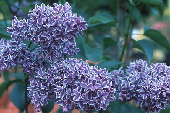 Copyright 2002 Downs' Rhododendrons