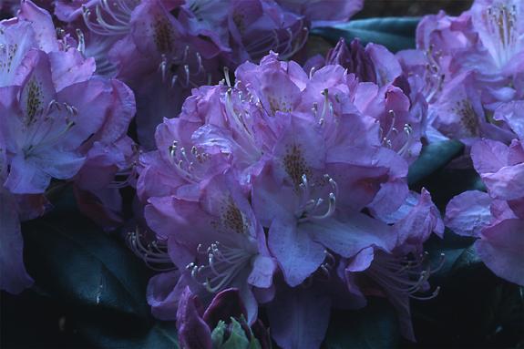 Copyright 2002 Downs' Rhododendrons