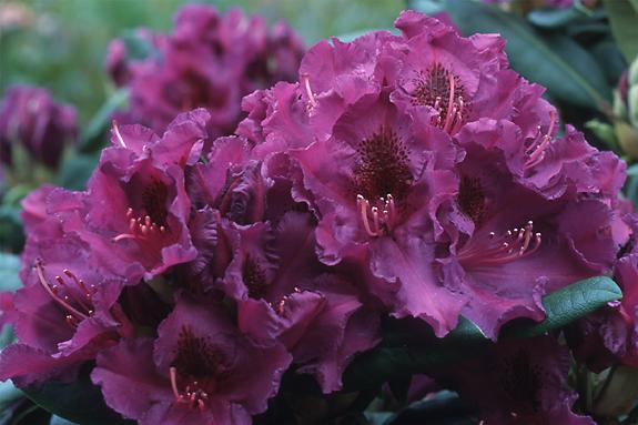 Copyright 2002 Downs' Rhododendrons
