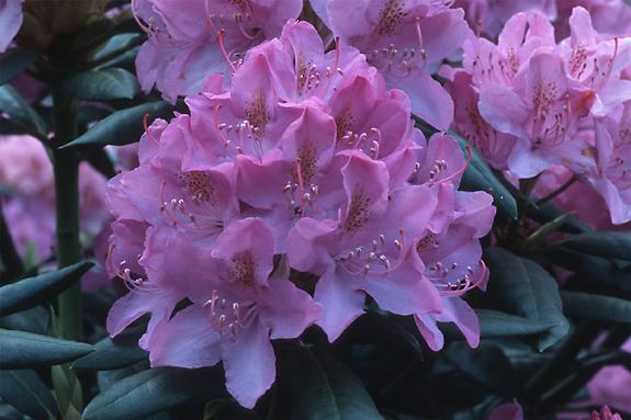 Copyright 2002 Downs' Rhododendrons