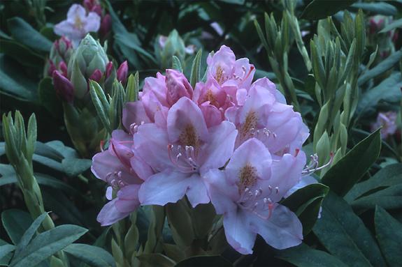 Copyright 2002 Downs' Rhododendrons