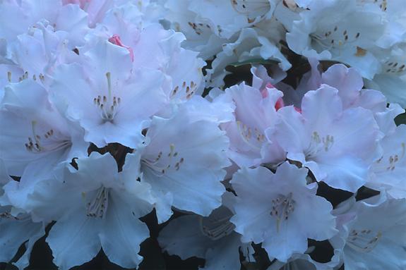 Copyright 2002 Downs' Rhododendrons