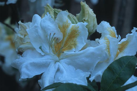 Copyright 2002 Downs' Rhododendrons