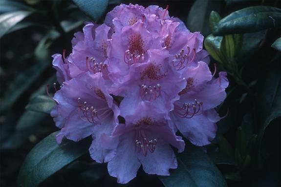 Copyright 2002 Downs' Rhododendrons