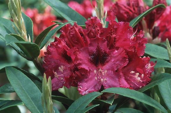 Copyright 2002 Downs' Rhododendrons