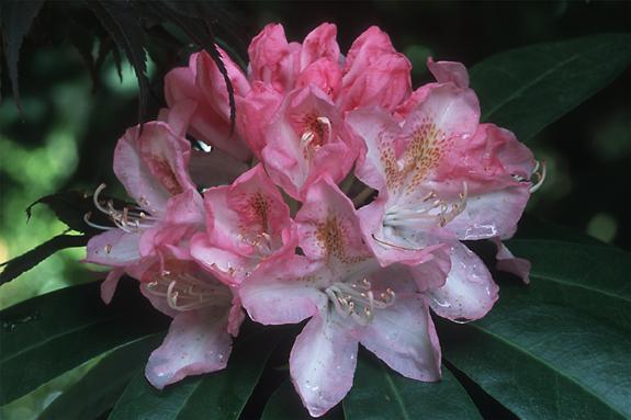 Copyright 2002 Downs' Rhododendrons