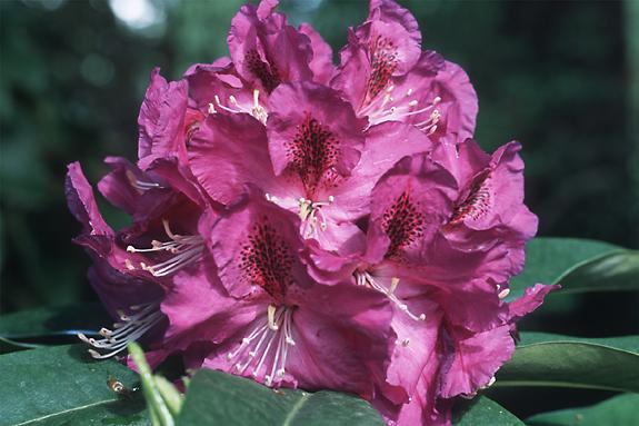 Copyright 2002 Downs' Rhododendrons