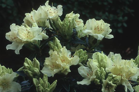 Copyright 2002 Downs' Rhododendrons