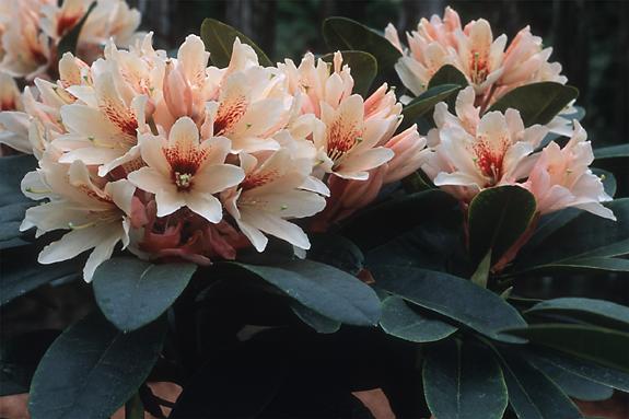 Copyright 2002 Downs' Rhododendrons