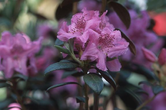 Copyright 2002 Downs' Rhododendrons