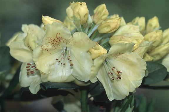 Copyright 2002 Downs' Rhododendrons