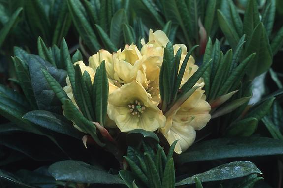 Copyright 2002 Downs' Rhododendrons