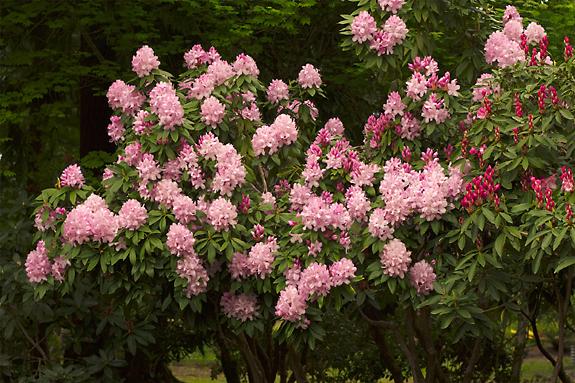 Copyright 2002 Downs' Rhododendrons