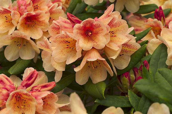 Copyright 2002 Downs' Rhododendrons