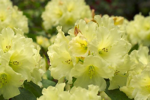 Copyright 2002 Downs' Rhododendrons