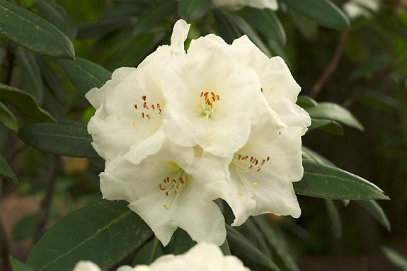 Copyright 2002 Downs' Rhododendrons