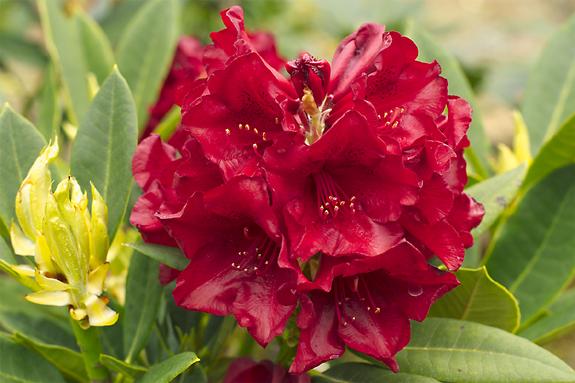 Copyright 2002 Downs' Rhododendrons
