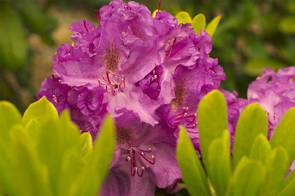 Copyright 2002 Downs' Rhododendrons