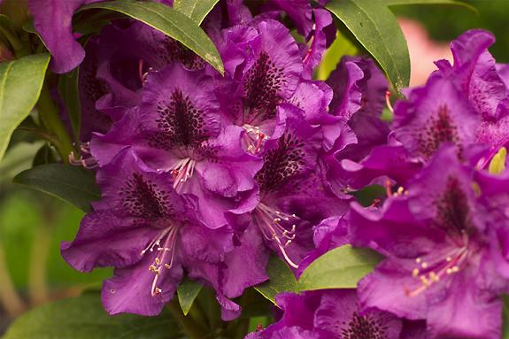 Copyright 2002 Downs' Rhododendrons