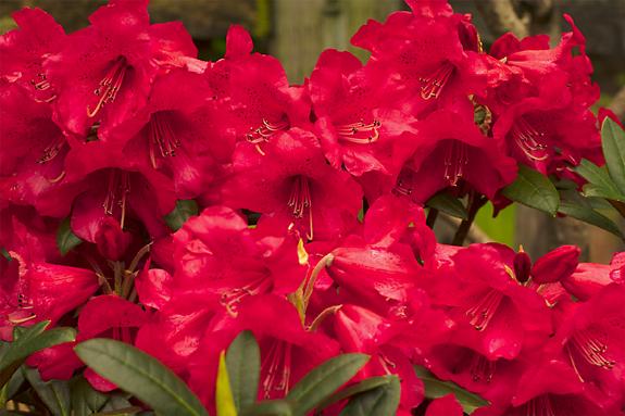 Copyright 2002 Downs' Rhododendrons