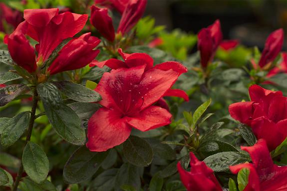 Copyright 2002 Downs' Rhododendrons