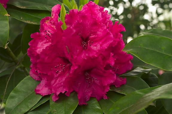 Copyright 2002 Downs' Rhododendrons