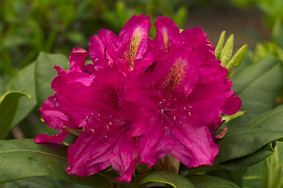 Copyright 2002 Downs' Rhododendrons