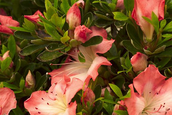 Copyright 2002 Downs' Rhododendrons