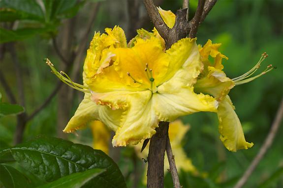 Copyright 2002 Downs' Rhododendrons
