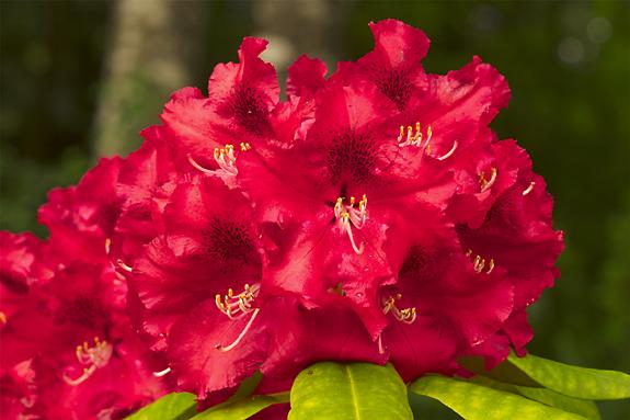 Copyright 2002 Downs' Rhododendrons
