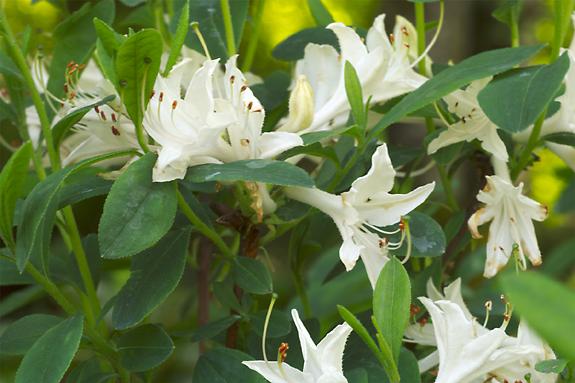 Copyright 2002 Downs' Rhododendrons