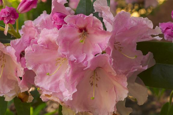 Copyright 2002 Downs' Rhododendrons