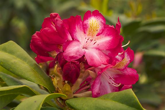 Copyright 2002 Downs' Rhododendrons